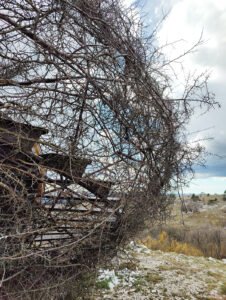 Izvanjano jaje u ptičjem gnijezdu