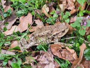 Smeđa krastača (bufo bufo) - foto Mario Maltar