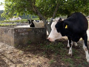 Hostese na početku uspona