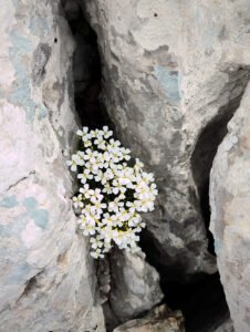 dražesni cvijetići kameni