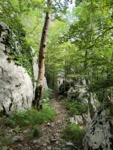 povratak kroz šumarak