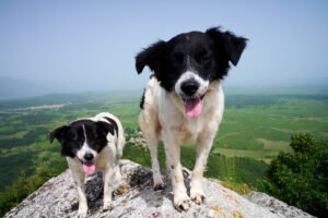 Šerpa 1. i Šerpa 2.