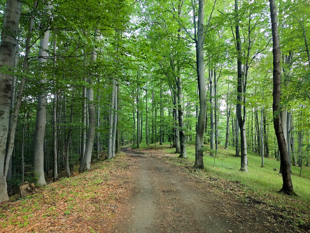 Waldeinsamkeit - Papuk