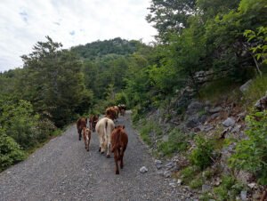 kravice na putu za Kuginu kuću