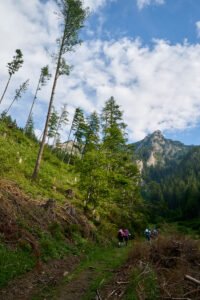 zeleno, plavo, posječeno