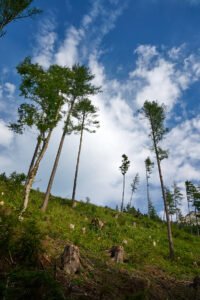 zeleno, plavo, posječeno