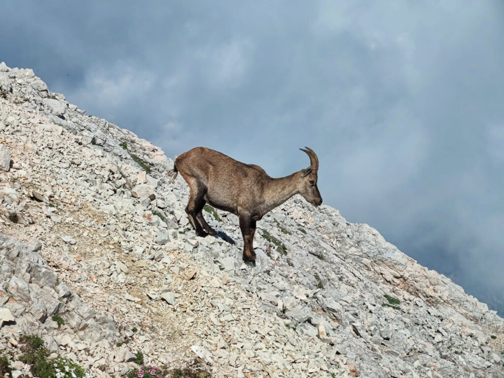 Divokoza, gams, Rupicabra rupicabra