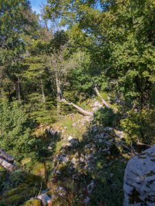 Welcome to the jungle